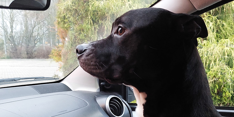 Bentley de Stanley ter Haar Pitbull Gouden mandje Drachten